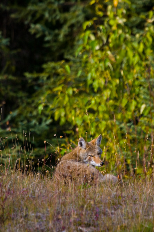 Coyote